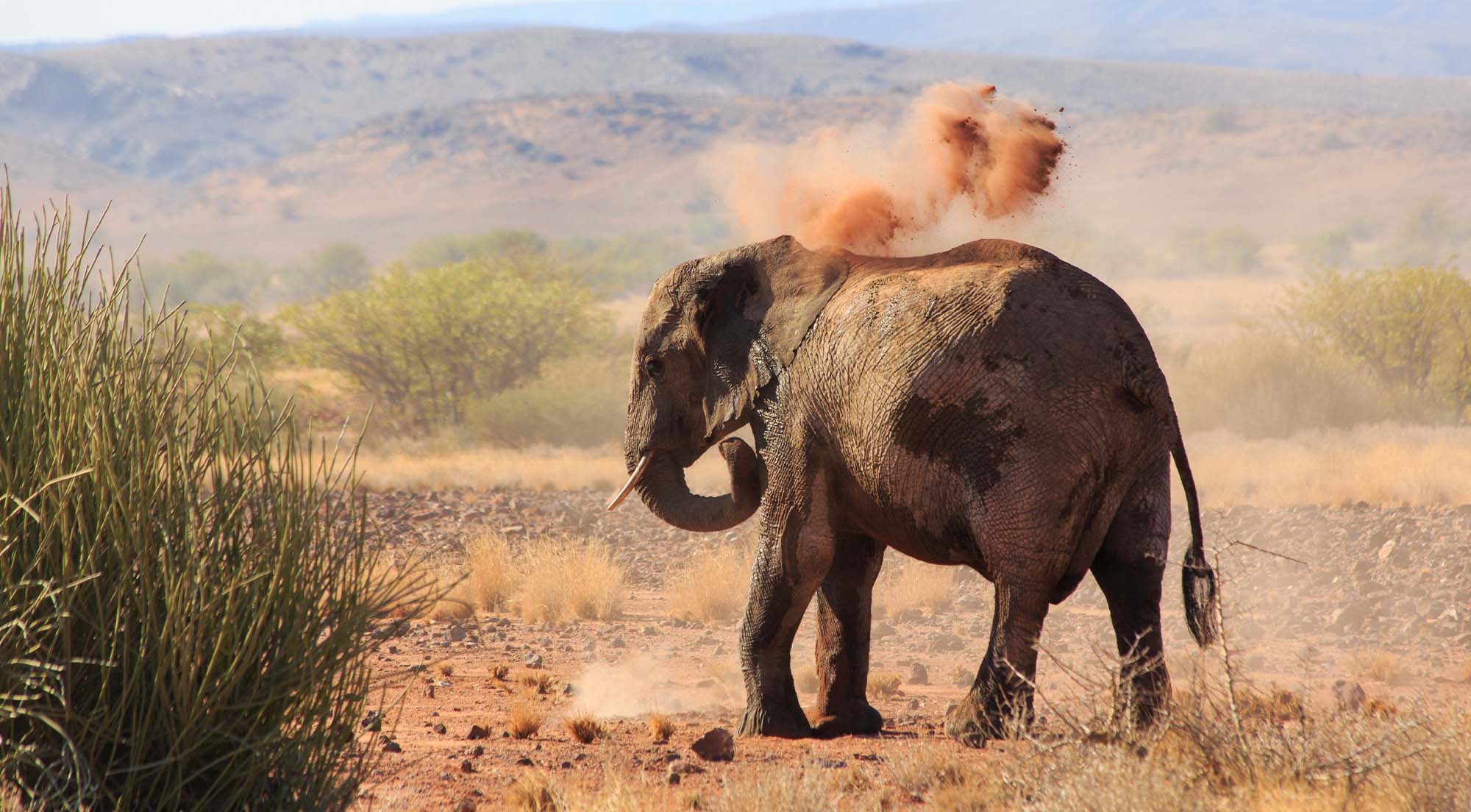 Desert elephant taking dust bath -Namibia